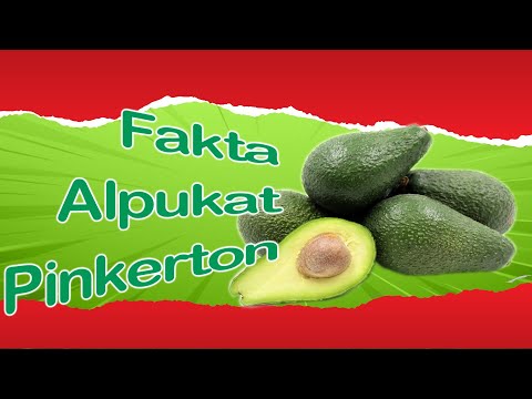 Video: Apakah alpukat pinkerton melakukan penyerbukan sendiri?