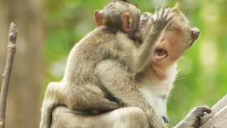 Young Jester Very funny  Frolic With  Mama Jinx on Tree  With Dakota  on Tuesday May21,2024