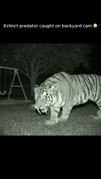 Extinct Saber-Tooth Tiger Caught on Security Camera 😱🦷