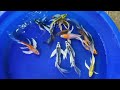 10 jenis koi kumpay/slayer super gondrong