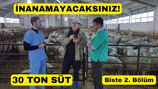 Assaf Koyunların Süt Verimi İnanılmaz! Ayda 33 Ton Biste Çiftliği 2. Bölüm