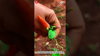 Harvesting Red Chili by Hand #smartfarming #gardeningtips