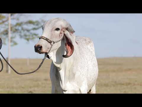 LOTE 22 – MANGA FIV CABO VERDE JCVL4906