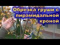 Обрезка груши с пирамидальной кроной