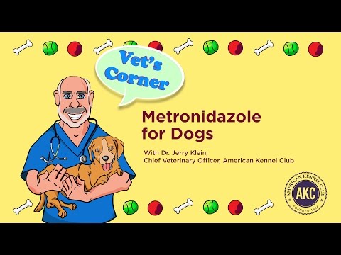 Metronidazole for Dogs | AKC Vet&rsquo;s Corner with Dr. Jerry Klein