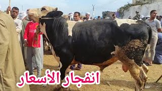 ارتفاع رهيب لأسعار العجول البقري اللحم اليوم (سوق دمنهور للمواشي) السوق اليوم