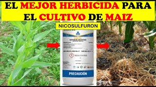 ✅THE BEST HERBICIDE FOR CORN CULTIVATION✅ | AGRONOMY | SUCCESSFUL CULTIVATION