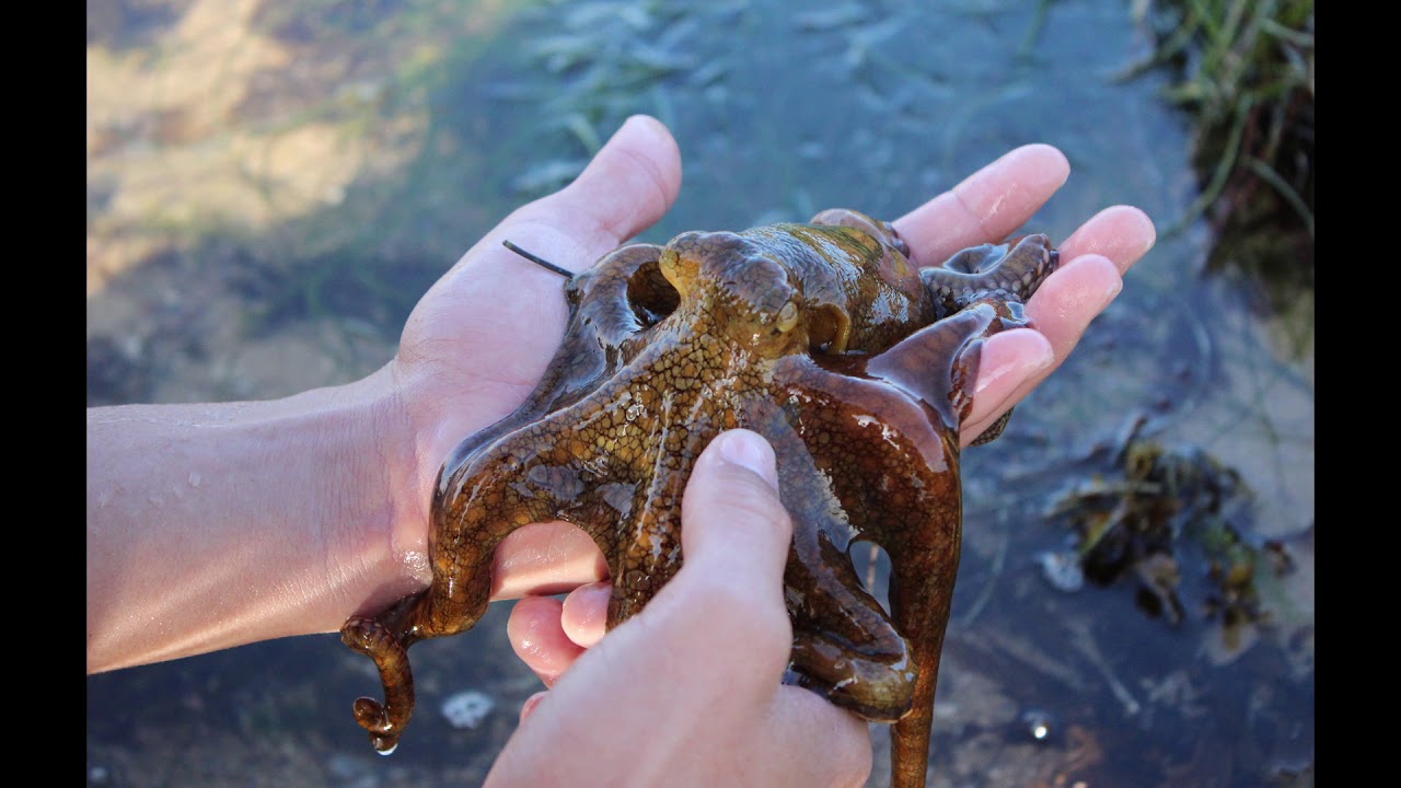 Laguna Beach, Ca Tide Pools