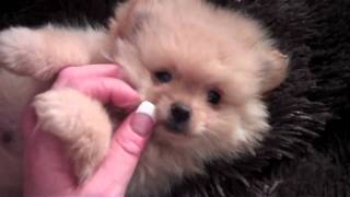 Teddy Bear Pomeranian Giggy Jiggy Dog Named Boo Creme Puff Is Avaialble .Candylandpoms