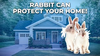 17 Things Your Rabbits Do To Protect You And Your Home! by Petopedia 1,280 views 4 months ago 6 minutes, 23 seconds