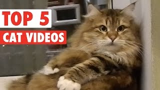 Top 5 Amazing Cats Compilation || March 4 2016