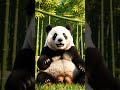 Panda Balancing Fail | Bamboo Falls on Head | Funniest Animal Moments 2026 | Nebula Shots