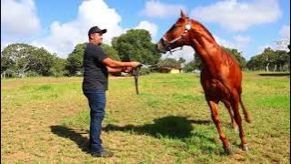 CAVALO BALTAZAR JECK 1