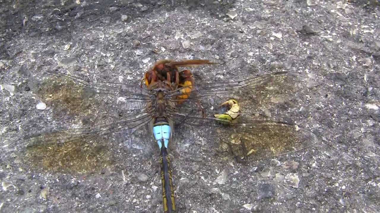 Wasp vs Dragonfly YouTube