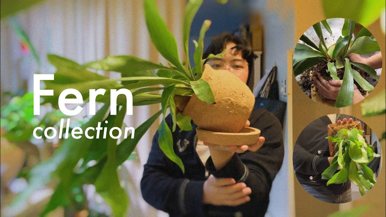 My Entire Fern Collection | asmr repotting & mounting platycerium ~ houseplant chores