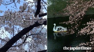 Tmb dance bedroom blossom Cherry teaser