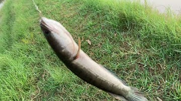 câu cá lóc | bạn mới, bãi câu mới | rong chơi miền tây #fishing #lurecaloc #sonrau