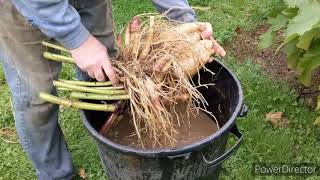 La Poire de Terre ou Yacon vous connaissez. récolte et conseils (02/11/2021)