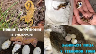 Новые скорпионы и эублефары. Яйца у гекконов токи