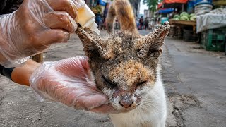 Oh my God! How many months has this stray cat been suffering from itching and pain?