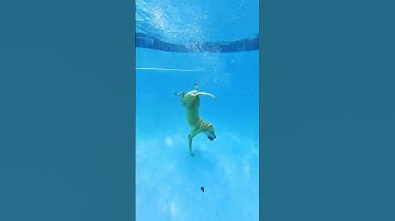 Dog or Mermaid? | The Dodo