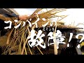 飼料用米の稲刈り開始とコンバインの故障！？