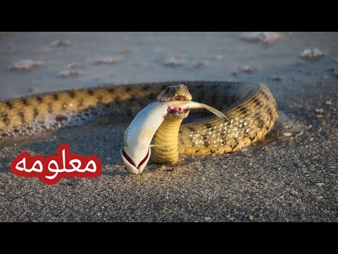 كم يعيش الثعبان