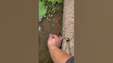 Câu lươn đêm gặp phải con mê ngủ #shorts