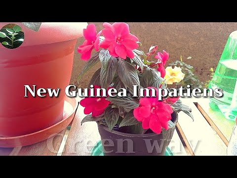 فيديو: كيفية إنبات بذور غينيا الجديدة Impatiens: زراعة بذور غينيا الجديدة Impatiens