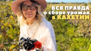 видео: КАХЕТИЯ: урожай уничтожен, как проходит настоящий Ртвели, почему Сигнахи - город любви, святые места картинка: КАХЕТИЯ: урожай уничтожен, как проходит настоящий Ртвели, почему Сигнахи - город любви, святые места