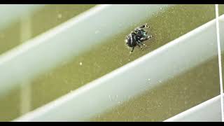 Cute jumping spider makes eye contact and waves hello