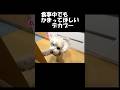 甘えん坊のかまってちゃんすぎる大きいトイプードル#デカプー#犬#toypoodle