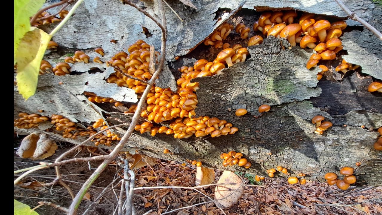 11月10日　粒なめこ最盛期　ひらきは来週？