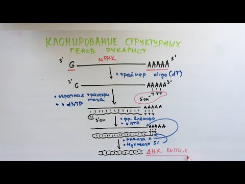 Видео: Что такое викторина по клонированию генов?