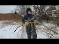 TAKING DOWN A BIG TREE PART 1 OF 3 VIDEOS