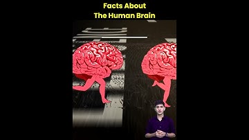 facts of the human brain | human brain | Facts | Tips and tricks | studytips | letstute