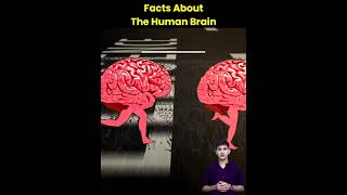 facts of the human brain | human brain | Facts | Tips and tricks | studytips | letstute screenshot 3