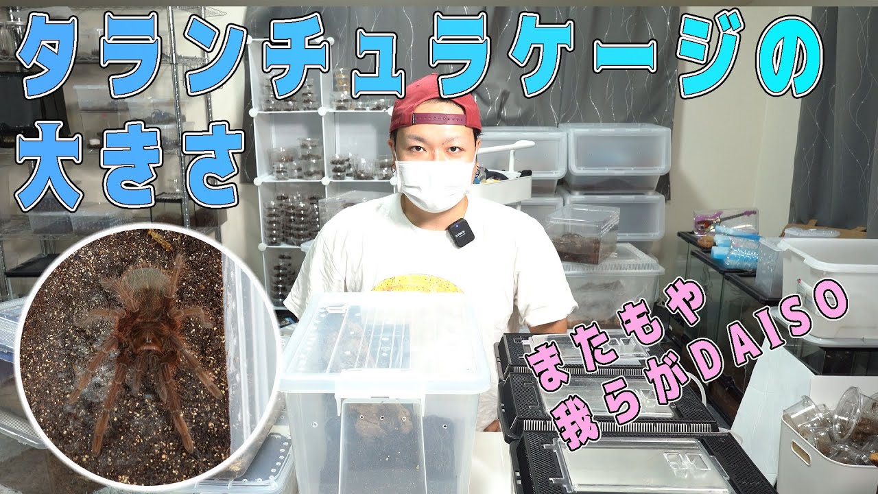 タランチュラ飼育ケージの大きさ ～ベビタンから繁殖まで～ | 奇蟲屋 