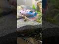 Bettas are settling in nicely! # #bettafish #aquarium #fishtank