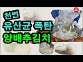 양배추절임에 천연 유산균이 가득. 초 간단 만들기