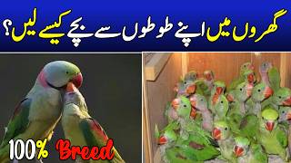 ringneck parrot breeding formula | raw parrot breeding guide | birds breeding formula | breeding box screenshot 2