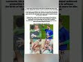Loris Karius Wins Promotion to Bundesliga – Then Returns in Time for Birth of His Son #shorts