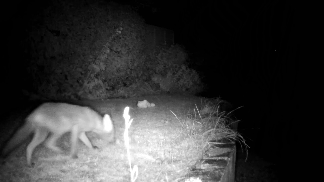 Fox Cam 28 07 2021