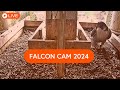 Falcon cam 2024   peregrine falcon nest live camera bowling green ohio