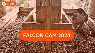 Falcon Cam 2024 🔈 | Peregrine falcon nest live camera, Bowling Green, Ohio