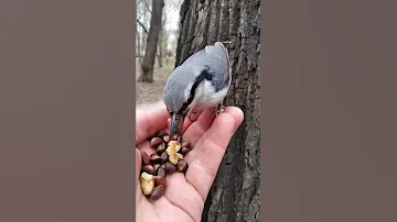 Поползень стал совсем ручным / Manual nuthatch
