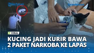 VIRAL Kucing Tertangkap Selundupkan 2 Paket Narkoba ke Lapas Pococi, Kosta Rika