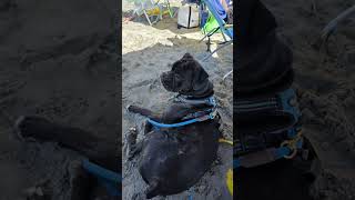This boy LOVES the beach! #boxerdog #boxerpuppy #follybeach #surfinusa #lilmac