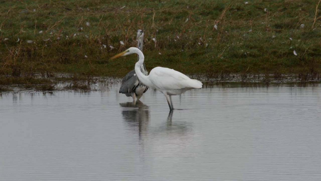 Great White Egret with Grey Heron and Little Egret 