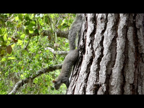 Squirrel climbs down head first